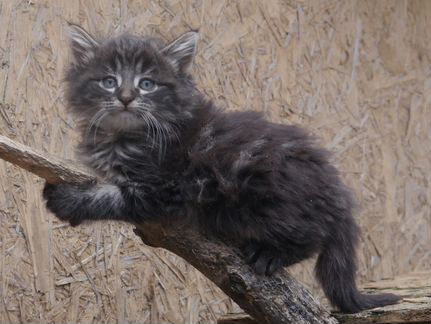 Редкая порода - норвежские лесные котята