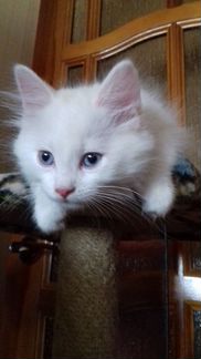 Голубоглазый пушистый милейший котенок
