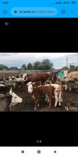 Продам коров с подсосными телятами