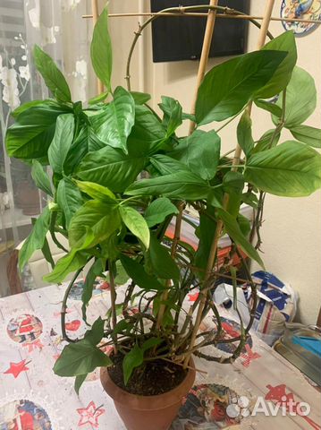 Продаю Сонгониум