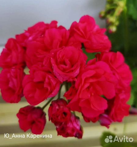 Пеларгония анна каренина фото