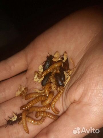 Кормовые насекомые мучник,зофобас