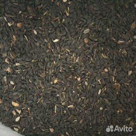 Семечка подсолнечника