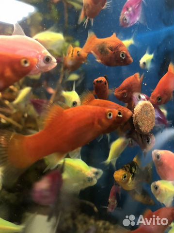 Аквариумная рыба