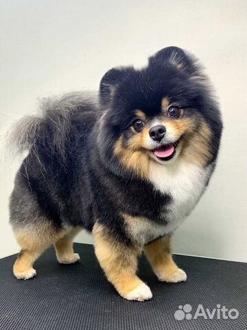 Груминг.Стрижка кошек и собак