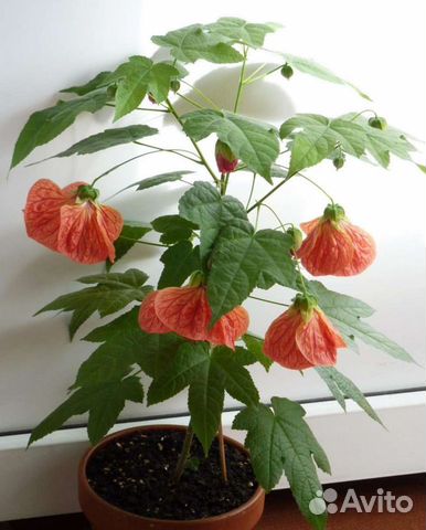 Абутилон (комнатный клен)