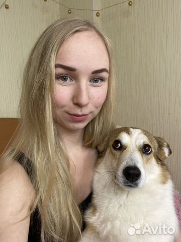 Выгул собак. Передержка