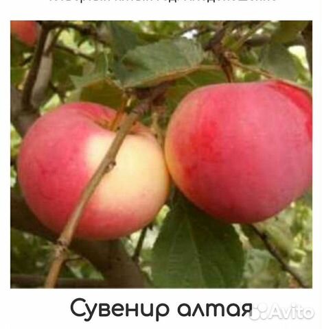 Сибирские саженцы яблонь