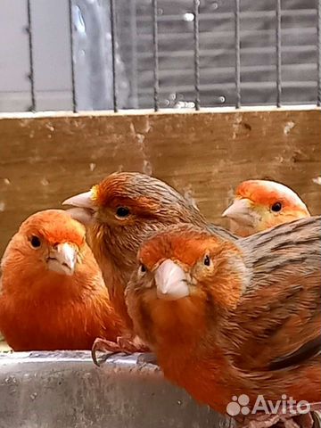 Кенара и канарейки