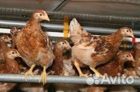 Куры несушки молодки