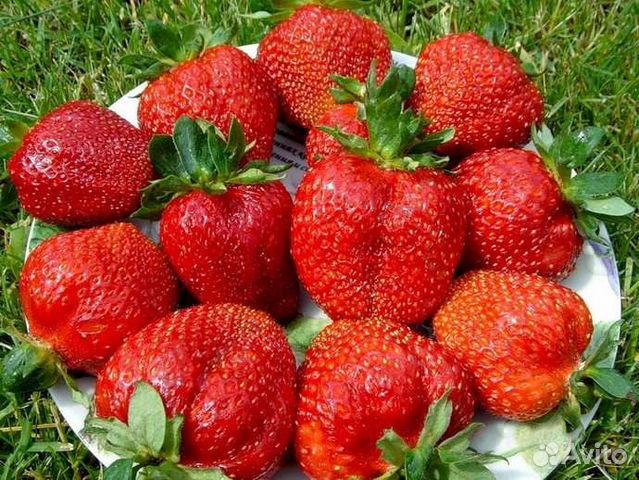 елизавета 2 клубника фото онлайн елизавета 2 клубника фото
