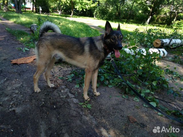 Собака надежный и верный друг - ждет хозяина купить на Зозу.ру - фотография № 1
