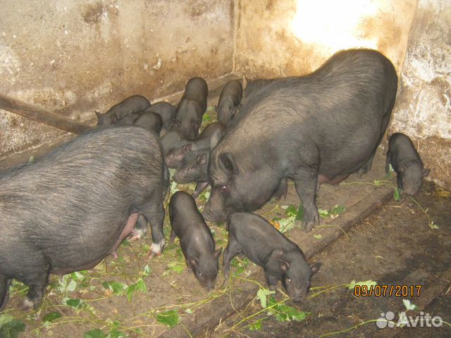 Продаю вьетнамских свиней купить на Зозу.ру - фотография № 2