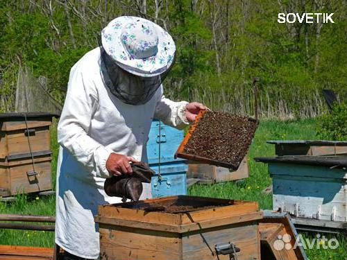 Канди-подкормка для пчёл купить на Зозу.ру - фотография № 3