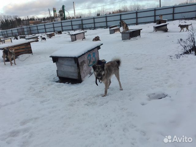 Собака из приюта в г.Валдай ищет любящего хозяина купить на Зозу.ру - фотография № 4