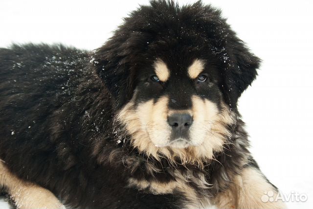 Продается щенок тибетского мастифа купить на Зозу.ру - фотография № 1