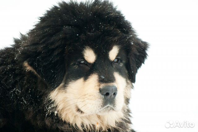 Продается щенок тибетского мастифа купить на Зозу.ру - фотография № 5
