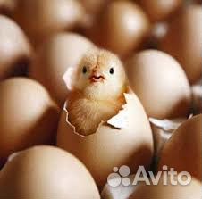 Яйцо инку куриное.индоутиное цыплята под заказ купить на Зозу.ру - фотография № 2