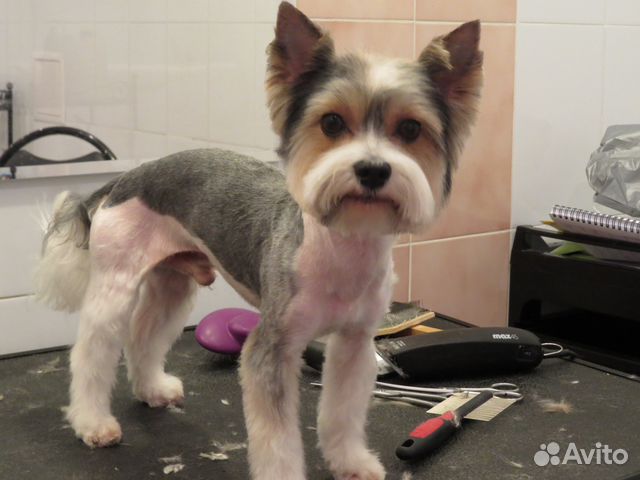 Стрижка собак и кошек