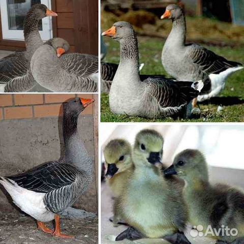 Гусята Линда 1неделя,муларды,куры,утки,бройлеры