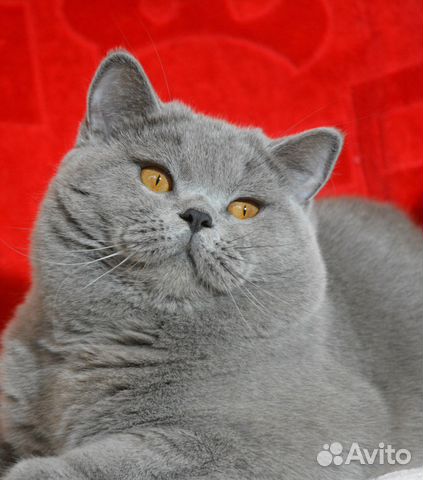 Коты на вязку и продажа котят купить на Зозу.ру - фотография № 4
