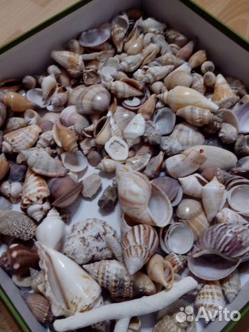 Ракушки, раковины морские натуральные, коралл купить на Зозу.ру - фотография № 7