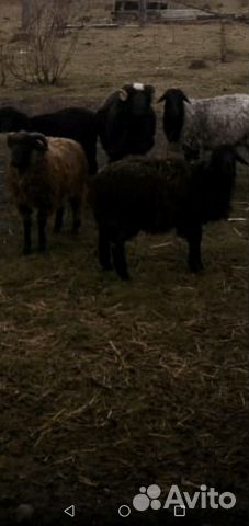Баран, ярки, овцы купить на Зозу.ру - фотография № 4