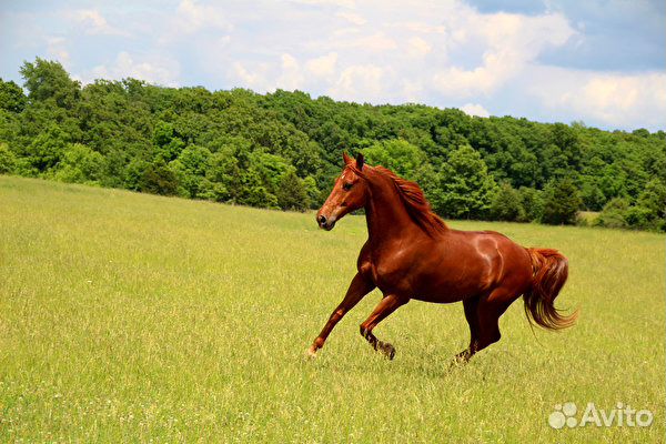 Лошадь на мясо на заказ купить на Зозу.ру - фотография № 1