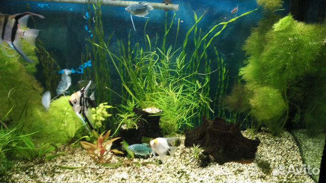 Рыбки Гуппи, живые аквариумные растения купить на Зозу.ру - фотография № 1