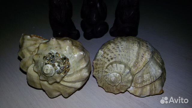 Ракушки с крабиком и собачкой Ракушки с крабиком и собачкой