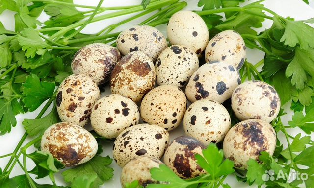 Продам Инкубационное яйцо перепелов купить на Зозу.ру - фотография № 1