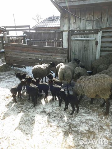Овцы,ягнята купить на Зозу.ру - фотография № 1