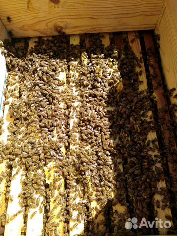 Пчелопакеты. Семьи пчел купить на Зозу.ру - фотография № 2