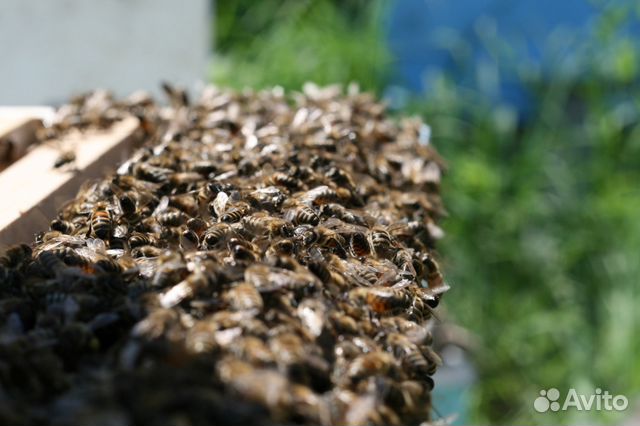 Пчелопакеты купить на Зозу.ру - фотография № 10