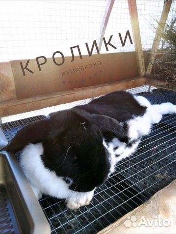 Продажа кроликов. порода серебро и французский бар купить на Зозу.ру - фотография № 8