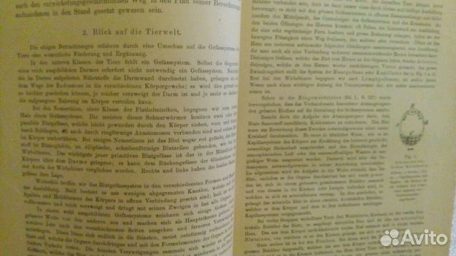 Анатомия человека. антикварное издание. 1903год. с