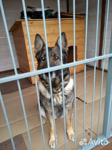 Передержка собак крупных и мелких пород и кошек