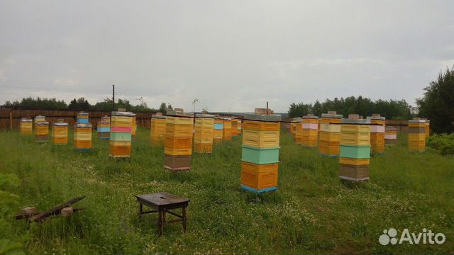 Пчеломаток породы Бакфаст купить на Зозу.ру - фотография № 1