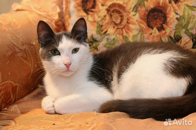 Котик Гаврюша (1 год)