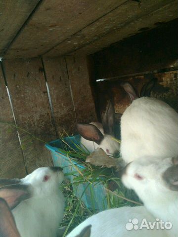 Кролики колифорния купить на Зозу.ру - фотография № 3
