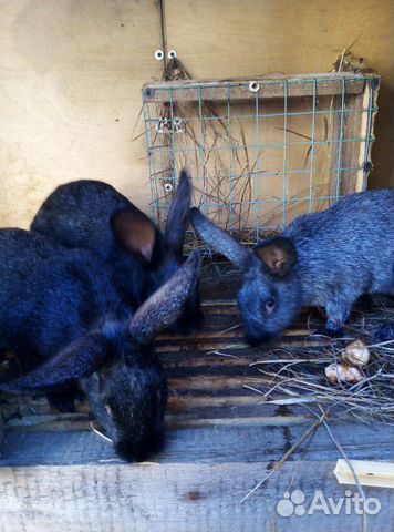 Кролики Полтавское Серебро купить на Зозу.ру - фотография № 5