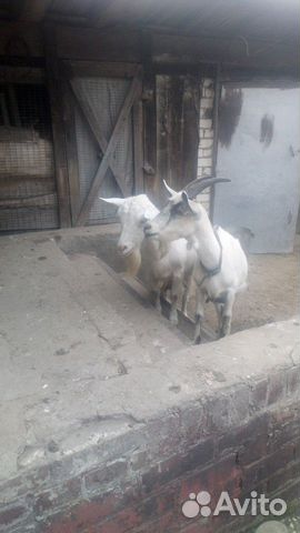 Продаются козы как можно быстрее купить на Зозу.ру - фотография № 1