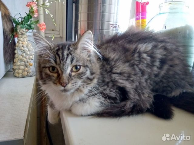Пушистая домашняя кошечка 4 мес
