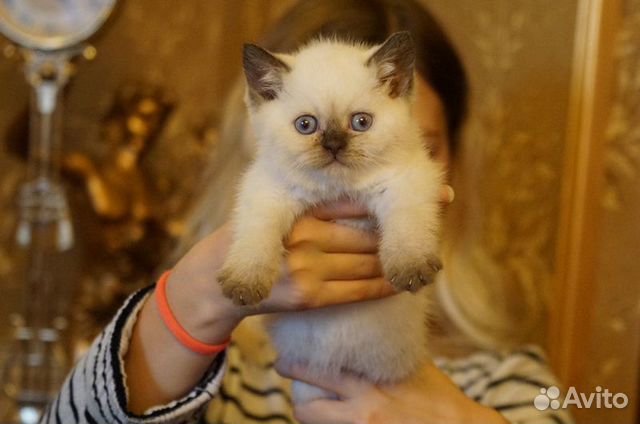 Котята Британские 1 месяц купить на Зозу.ру - фотография № 1