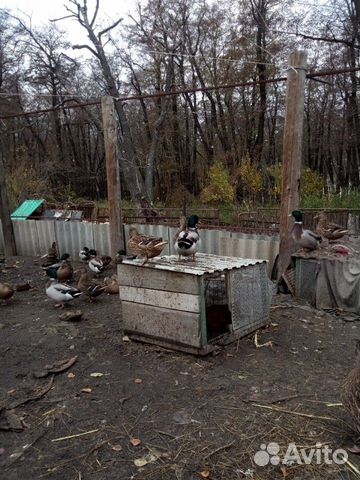 Подсадные утки купить на Зозу.ру - фотография № 4