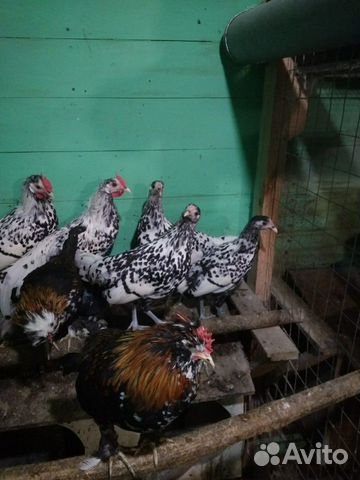 Гамбургские, карликовые кохинхины, виандот яйцо