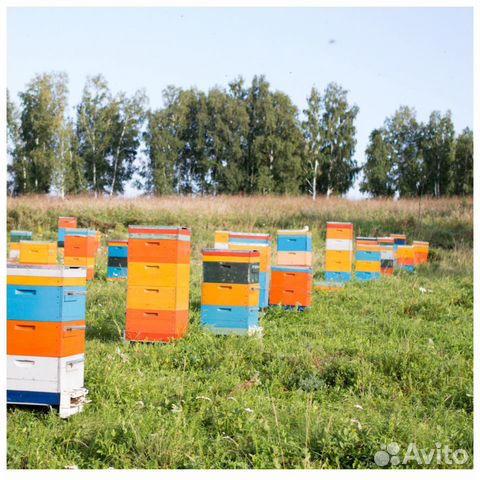 Улей для пчел на корпус по 10 рамок (220/300 мм.) купить на Зозу.ру - фотография № 10