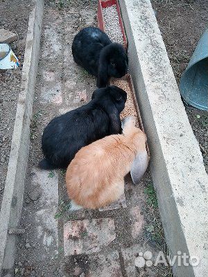 Кролики Французский баран купить на Зозу.ру - фотография № 1