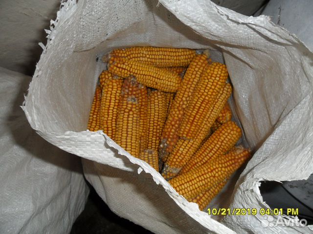 Брудер клетка кукуруза опилки купить на Зозу.ру - фотография № 2