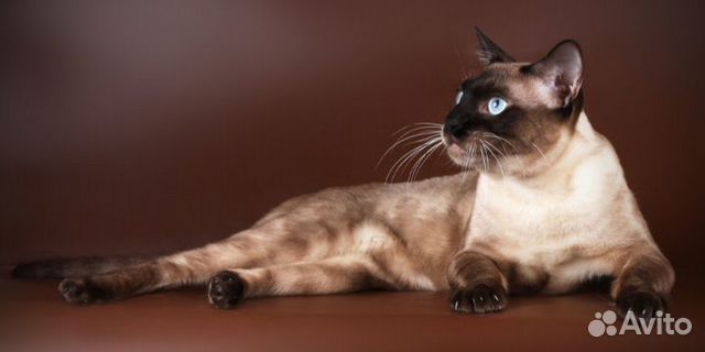 Бенгальский кот купить на Зозу.ру - фотография № 2